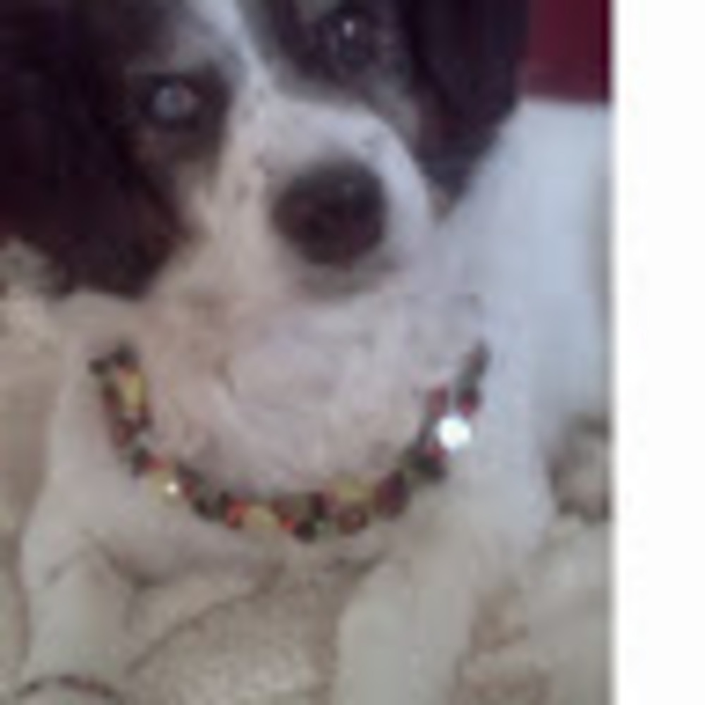 Meet your Posher, Bebe